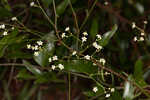 Summer spurge